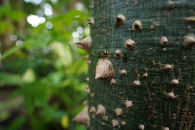 Brown tree mushrooms
